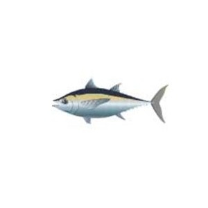 Tuna